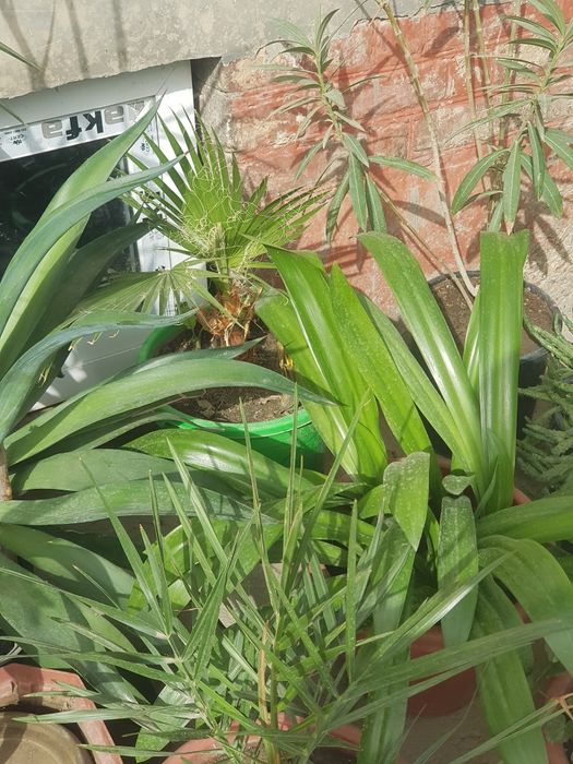 тувак гуллари ва бог гуллари