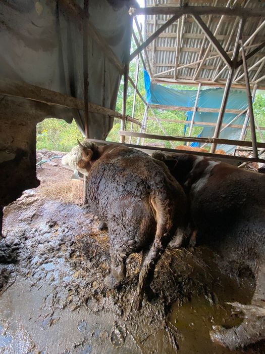 Vând 5 tauri și 2 vaci pt abator