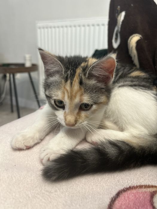 Pisica Femela 6 Luni