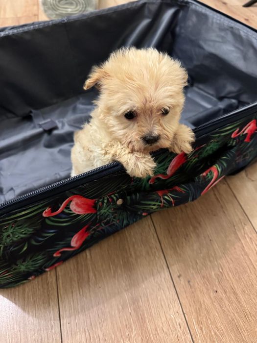 Maltipoo Toy fetita cu Carnet