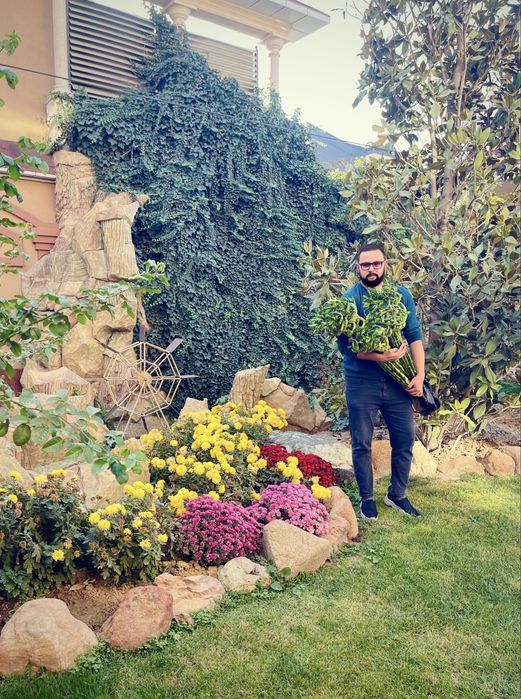 Бамбук Сандериана в продаже