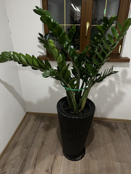 Продам Замиокулькас долларовое дерево
