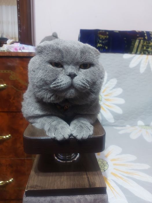 Вязка! Кот Симба!  Шотландский вислоухий