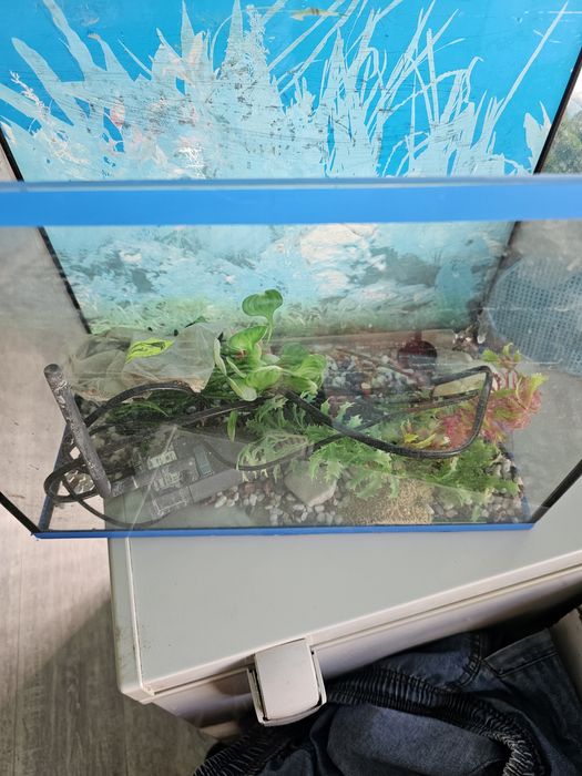 Аквариум со всеми причиндалам