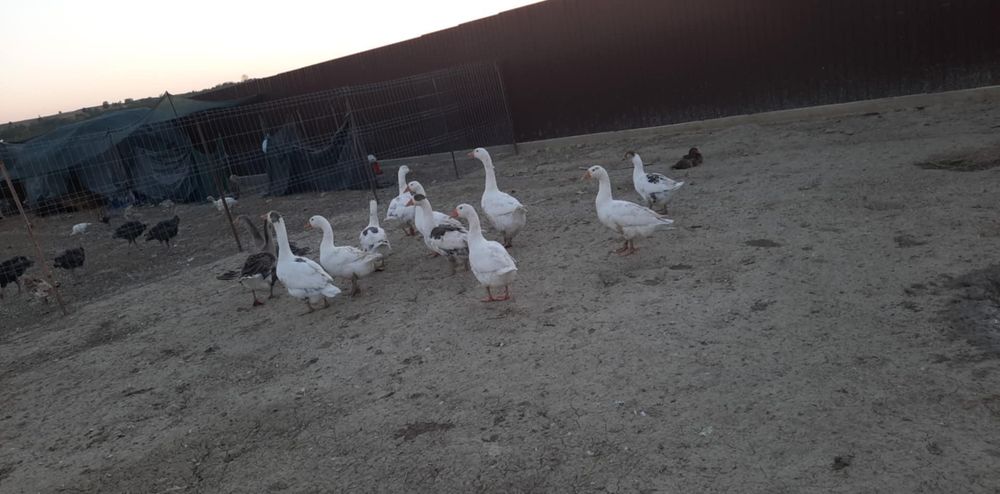 Gaste disponibile și rate doar fără moț