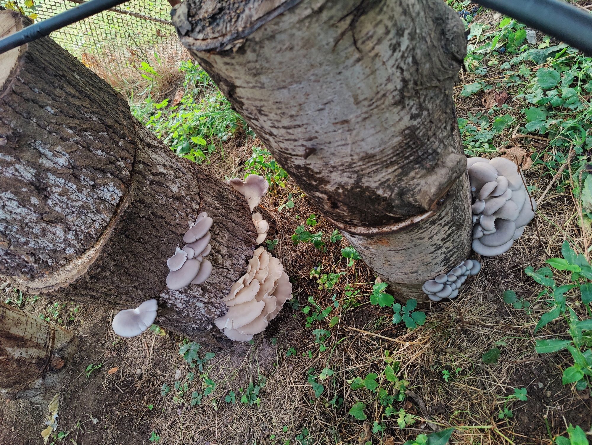 Miceliu pleurotus