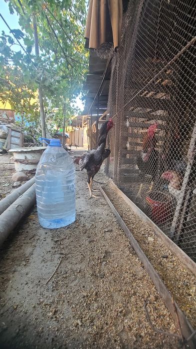 Dakan kul xoroz sotiladi