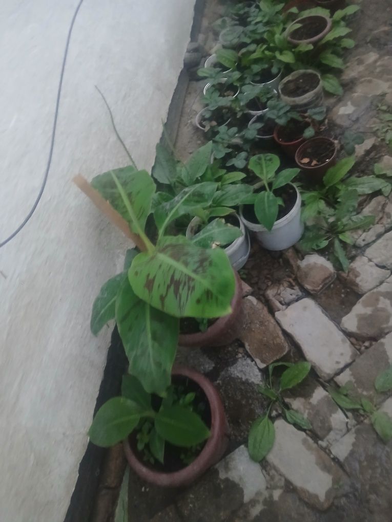 Banan ko‘chatlari sotiladi
