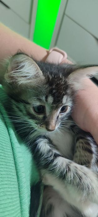 Отдам даром котенка девочку