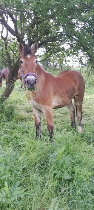 Cai de vinzare cirlana 1an și 3 lunii