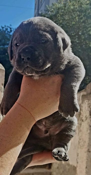 Кане корсо свободни бебета