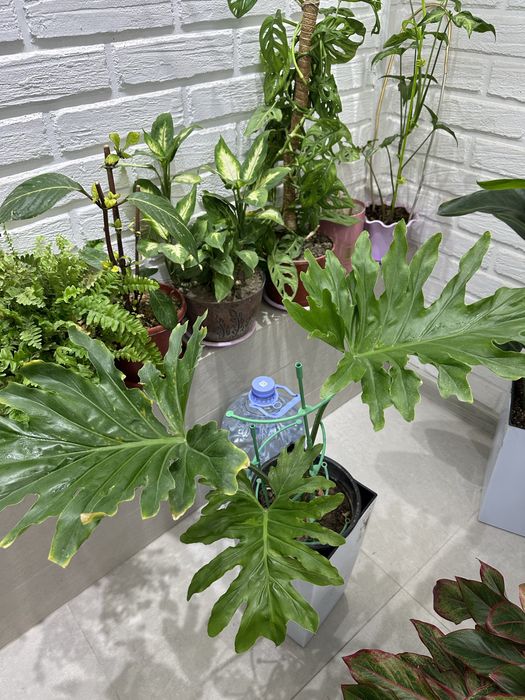 Комнатные растения доя дома и офиса.