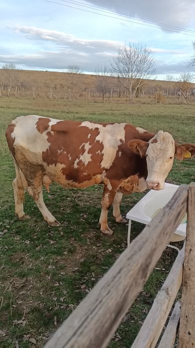 Vindem 3 vaci bălțate