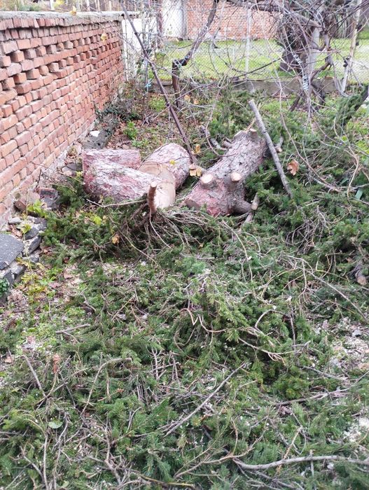 Подарявам борова дървесина за горене от 15 метров бор. Село Симеоново.