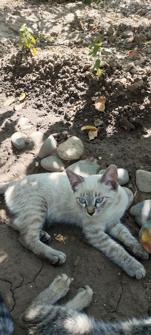Котята отдам даром в хорошие руки