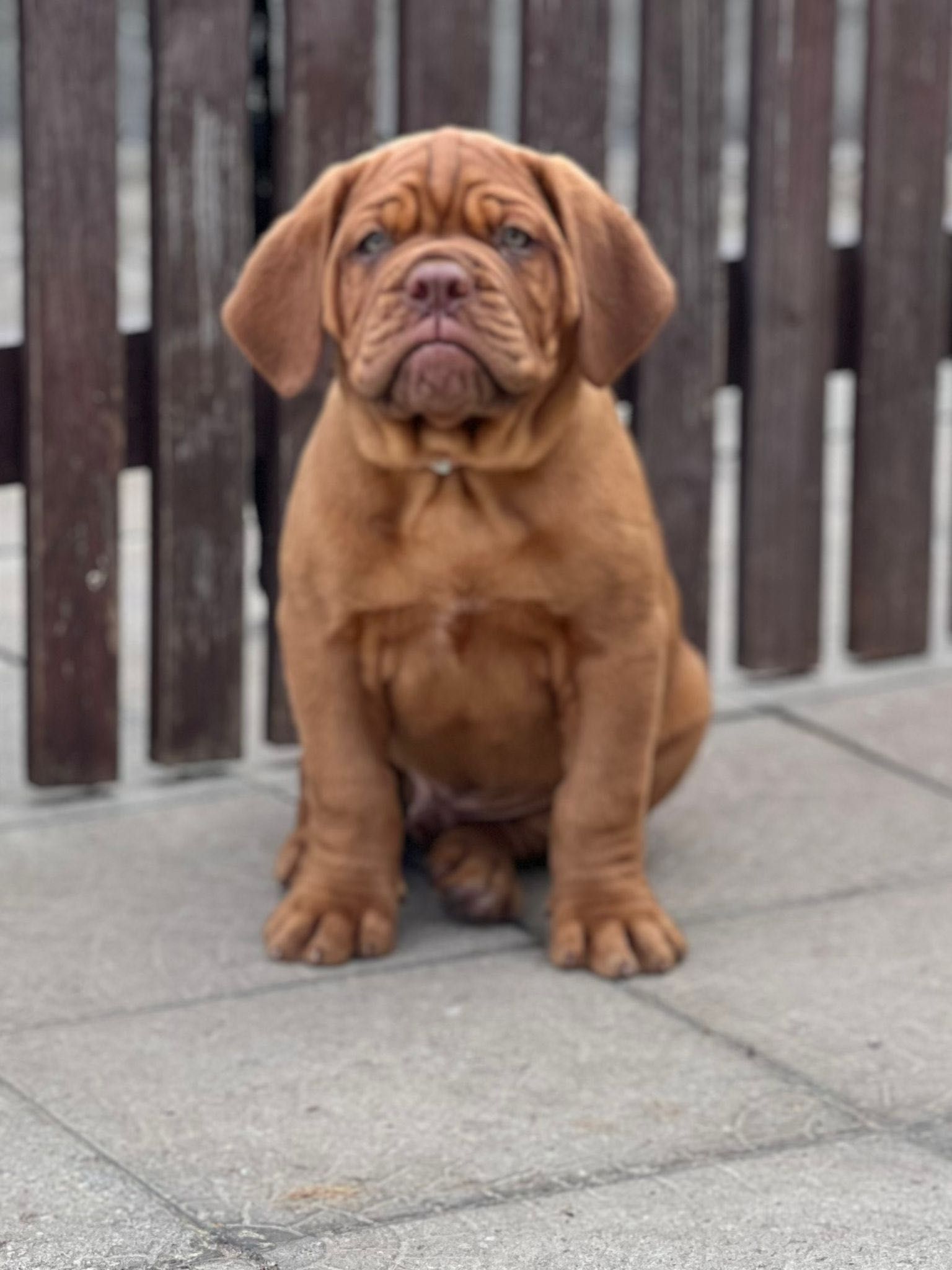 Бордоско дог (Bordeaux Dog / Dogue de Bordeaux):