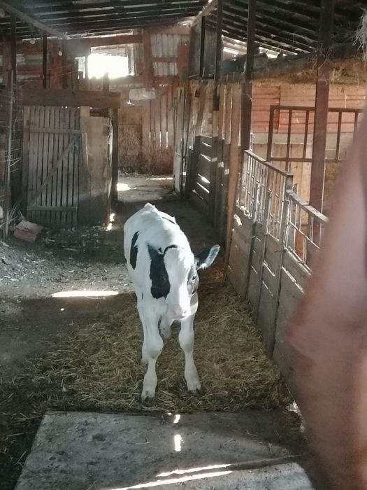 Vând viței mici si mari