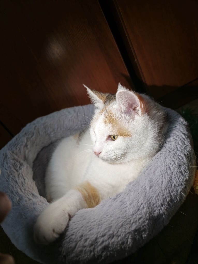 Снежана ищет дом, она без зубов