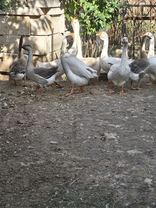 Boboci de gâscă de anul acesta