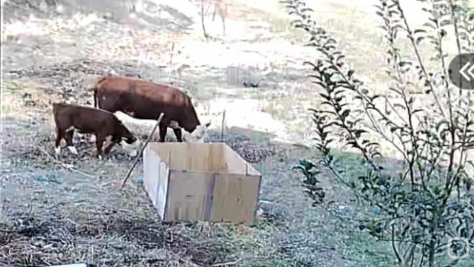 Герефорд герефорд gereford она бола