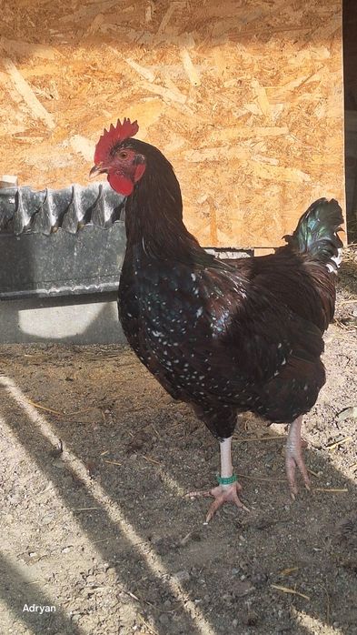 Vand cocosi diferite rase