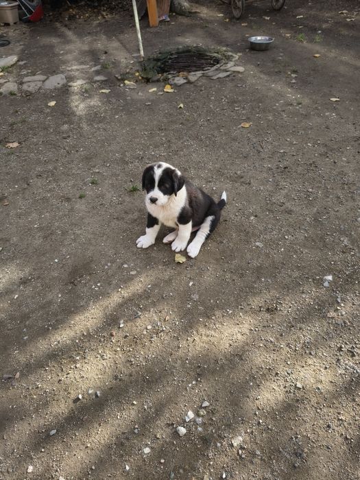 Ciobanesc de Asia Centrala( Alabai)