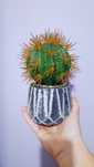 Decorațiune cactus artificial
