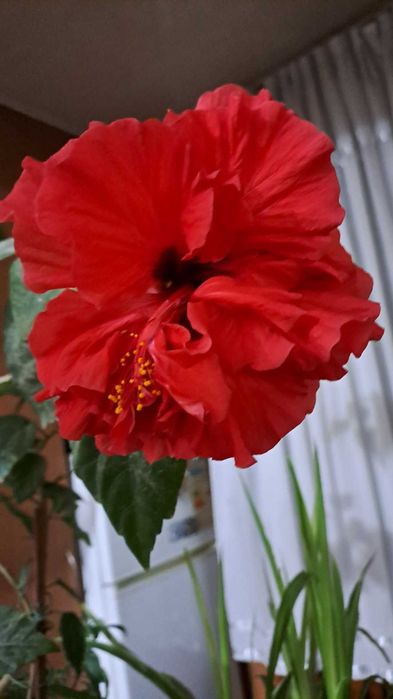 Китайская роза,цветёт