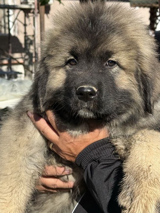 Mascul ciobanesc caucazian