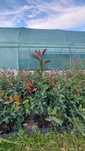 Photinia Red Robin / Laur Englezesc / Prunus Laurocerasus / Fotinia