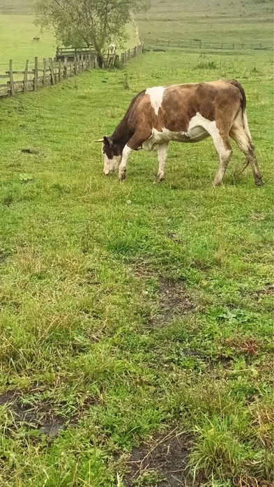 Vand vaca gestanta
