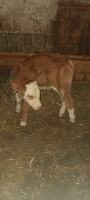 Vind.vitea baltata romineasca de o saptamina.se afla in Poietari la nr