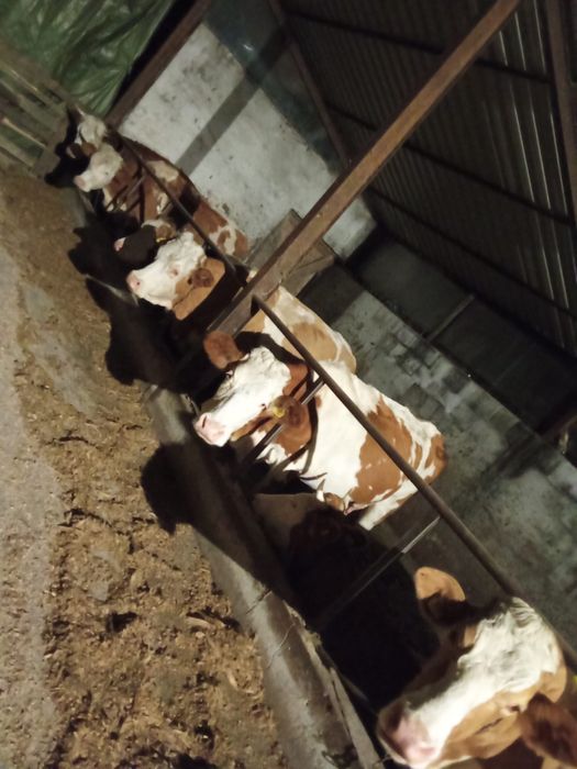 Vand lot de 10  Vaci Gestante si de lapte