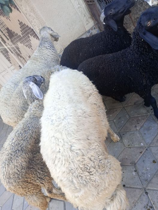 Vând berbecuti Karakul