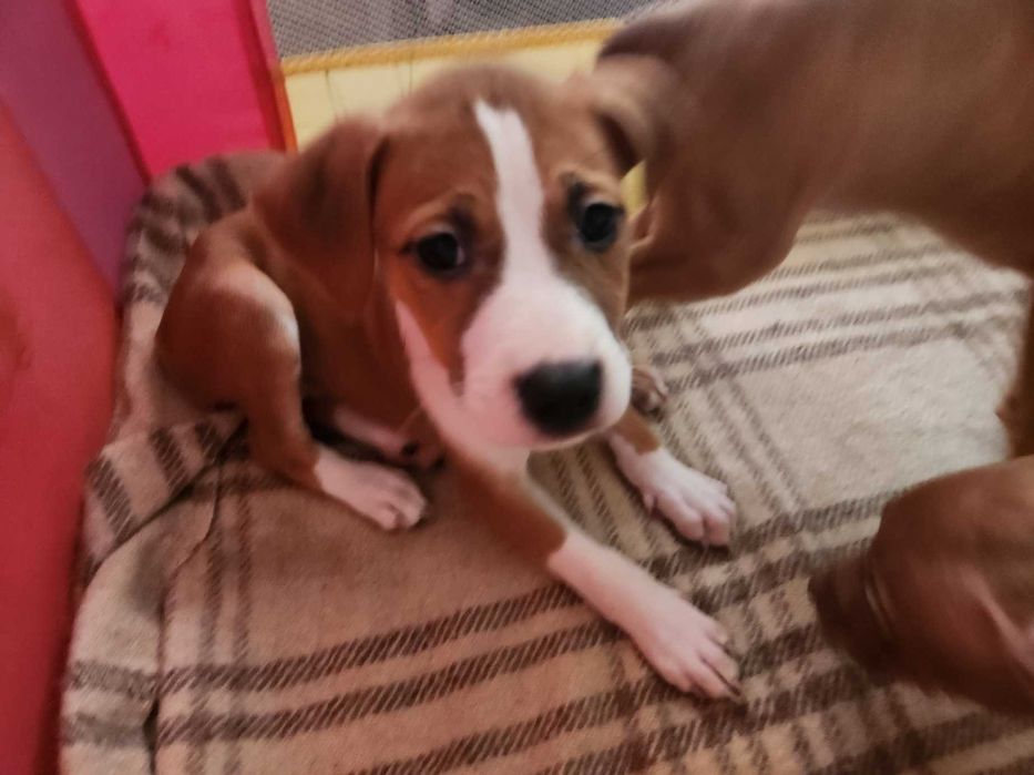 Американски питбул