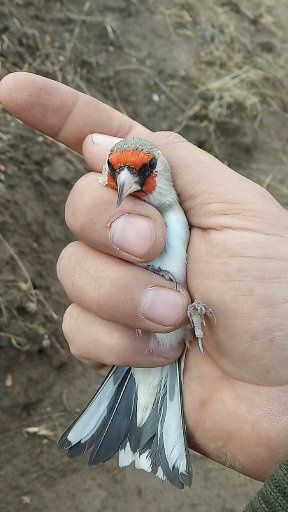 Щегол Сава Сотилади