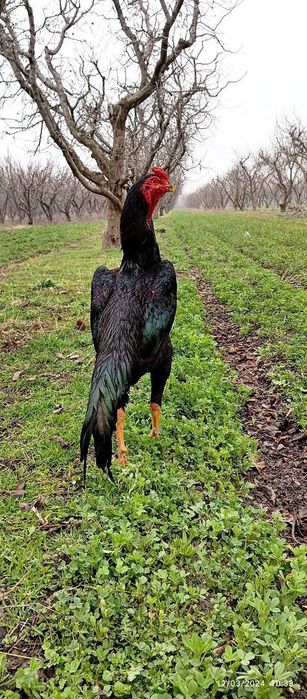 Xoroz sotiladi yuruvli ser kaltak narsa vesi 4.7 kg