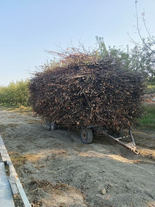 Олма гилос урик Шох ғула томир бор сотилади