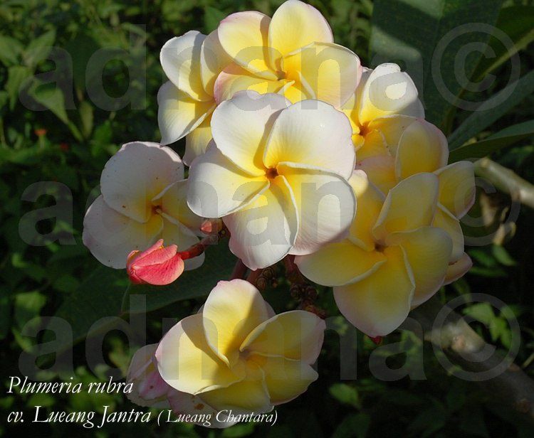 Planta Plumeria Frangipani Rubra