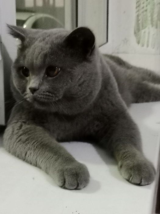 Britan zotli Mushuk sotiladi