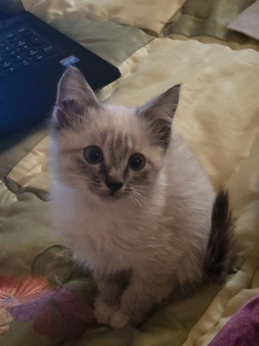 Chiroyli siam qizaloq mexrli qöllarni kutmoqda