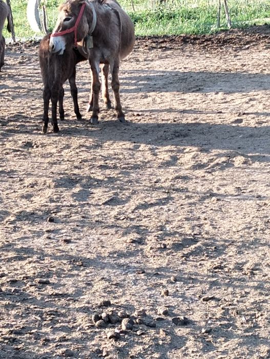 Vând măgărițe fătate recent