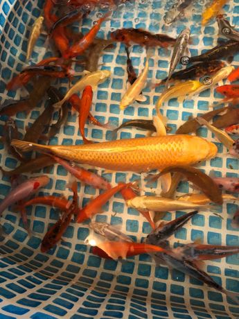 Езерни риби Yoshikigoi кои за продан