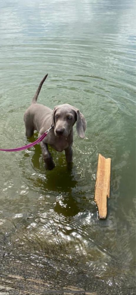 Weimaraner cu pedigree tip A