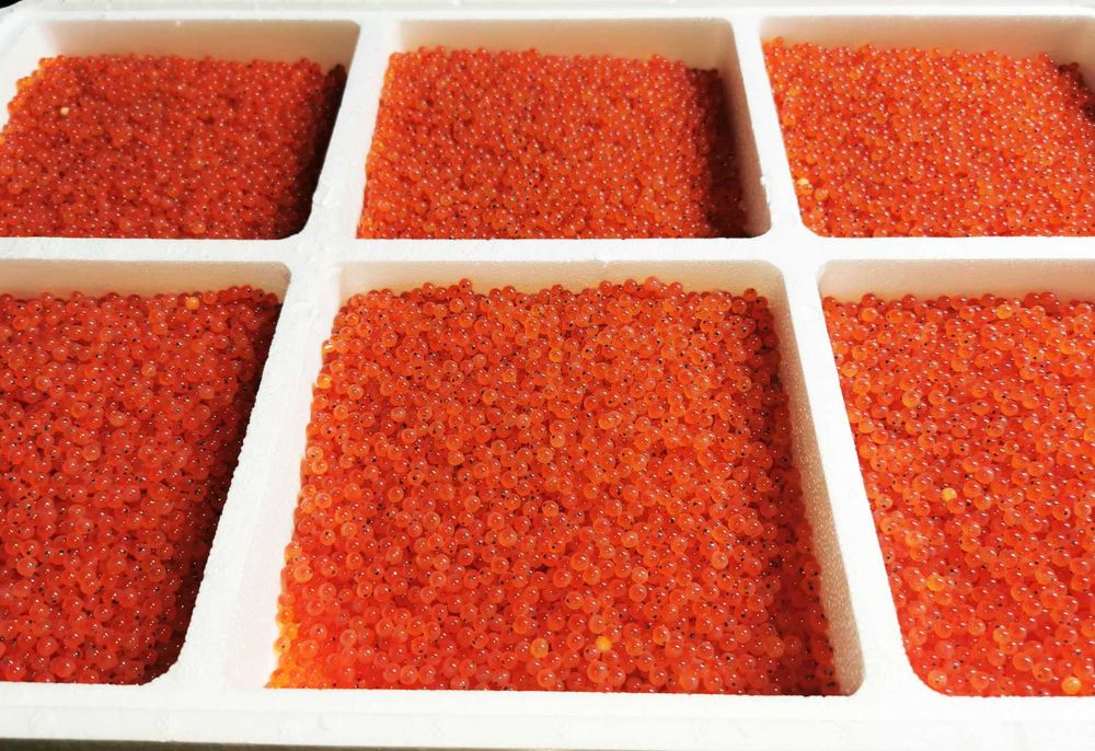 Icre embrionate pastrav curcubeu, Danemarca