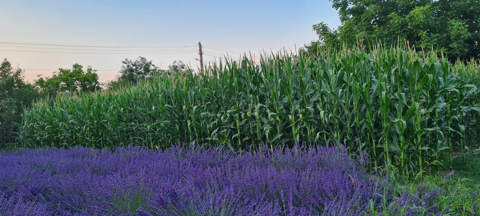 Flori lavanda uscata