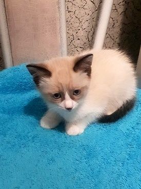 Метисы от чистокровных пород