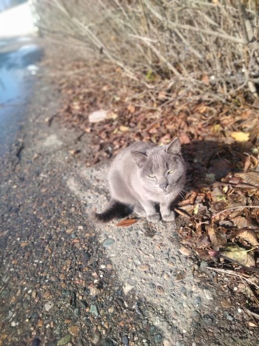 Отдам котёнка  в добрые руки