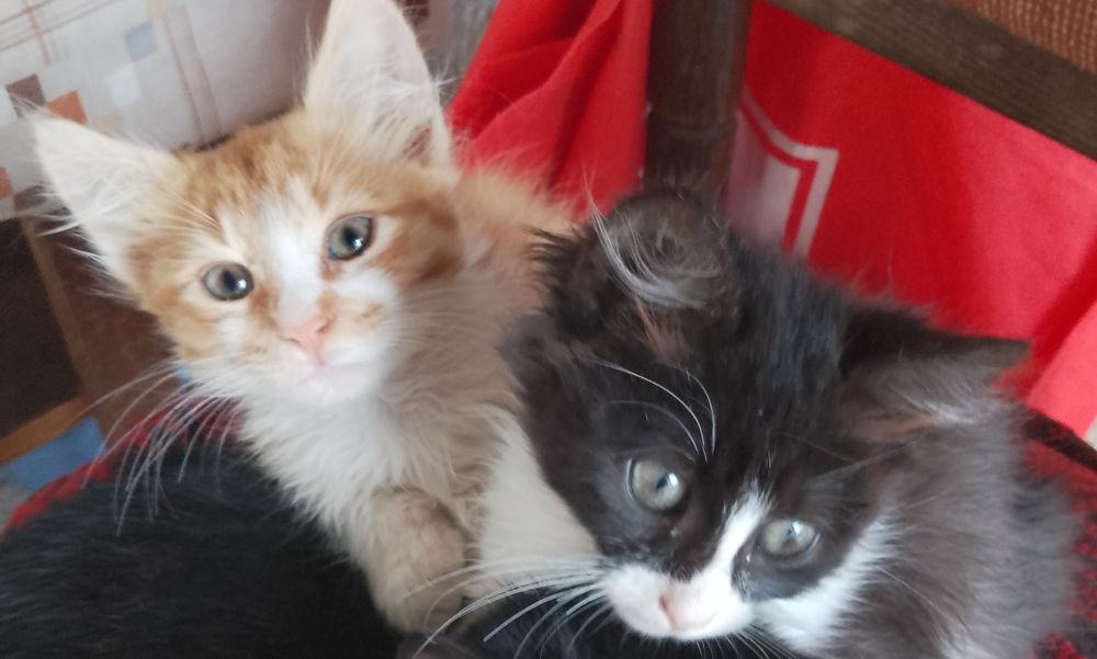 Подаряват се две котета