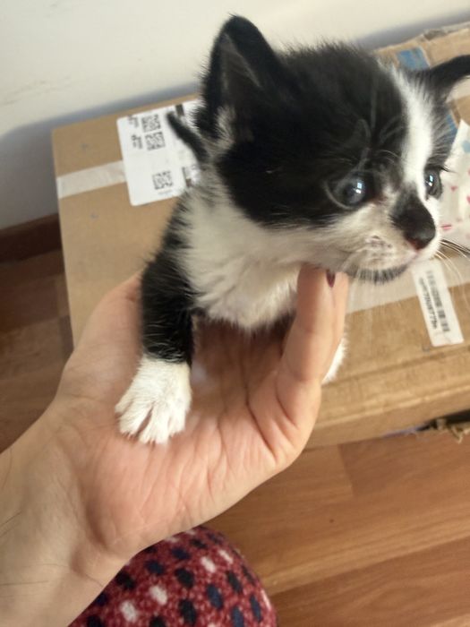 Подарявам котенце